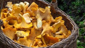 Repertorio funghi