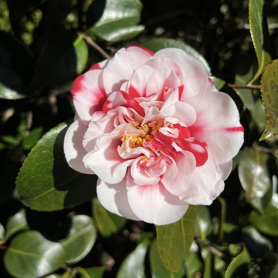 Sul Lago di Como sbocciano le emozioni: il fascino senza tempo delle camelie a Villa Carlotta