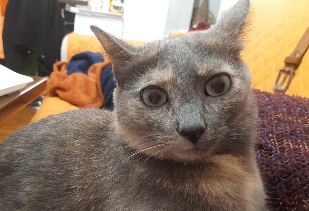 Noah, gatta scomparsa a Cermenate (Como)