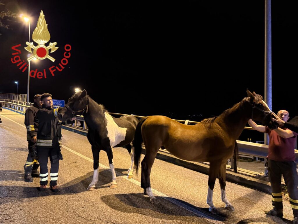 I cavalli recuperati dai Vigili del Fuoco