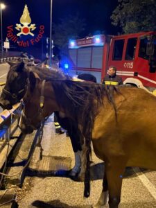 I cavalli recuperati dai Vigili del Fuoco 