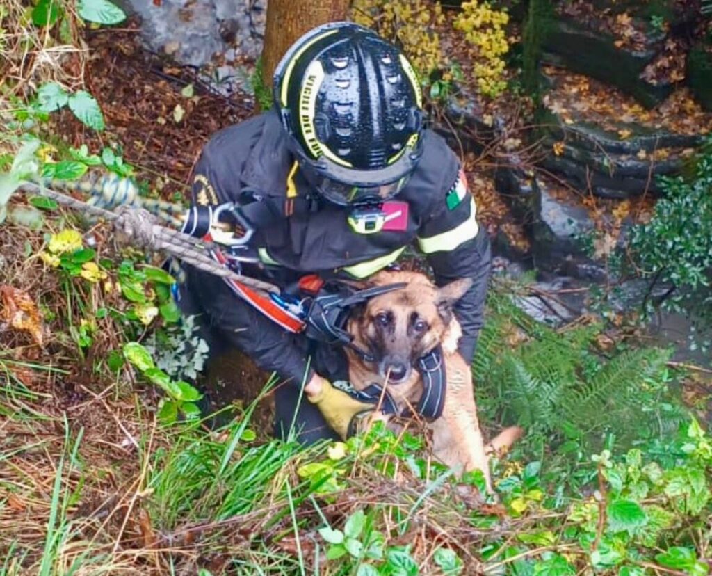 Cane salvato VVF Menaggio e Saf