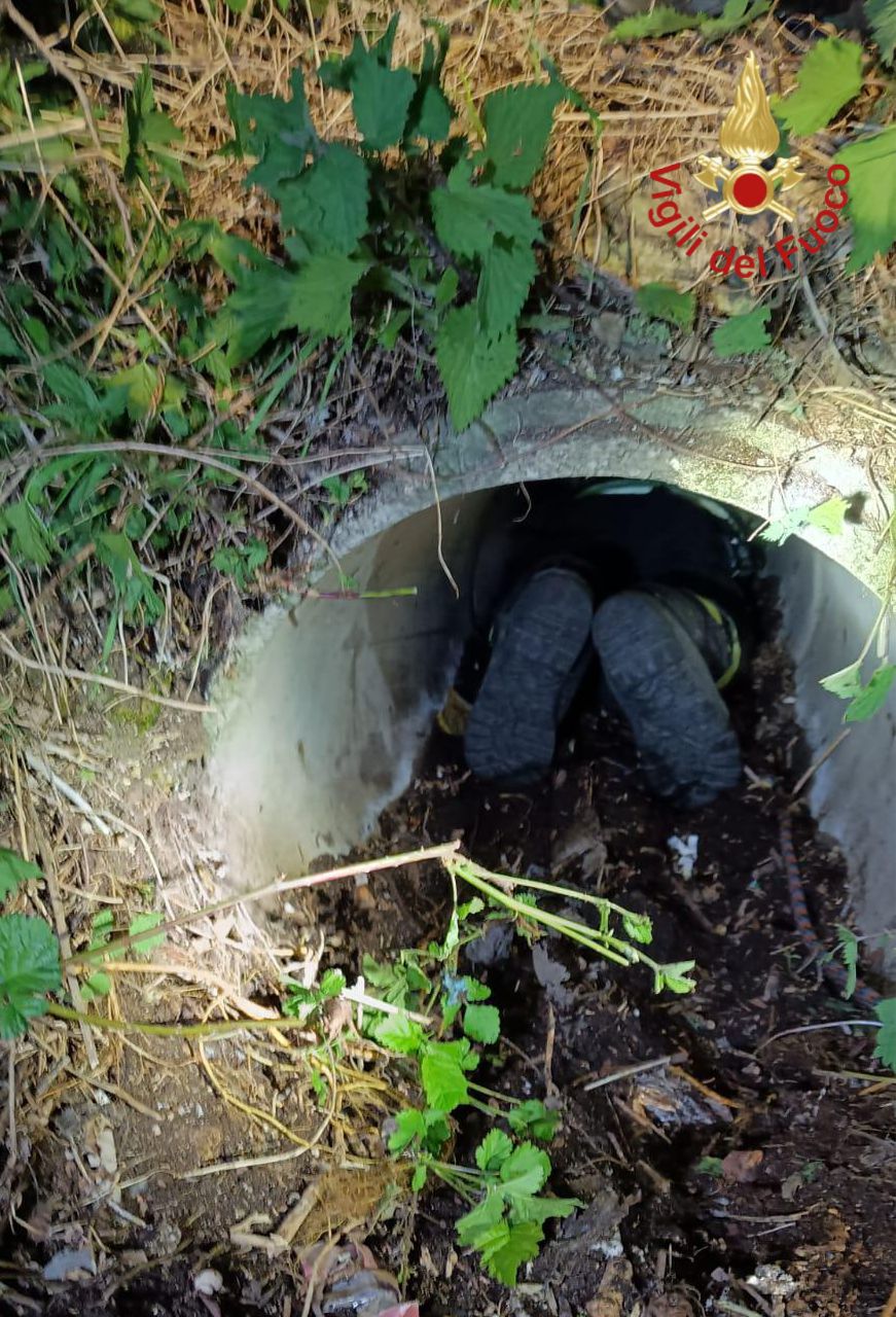 Cane salvato dai Vigili del Fuoco 