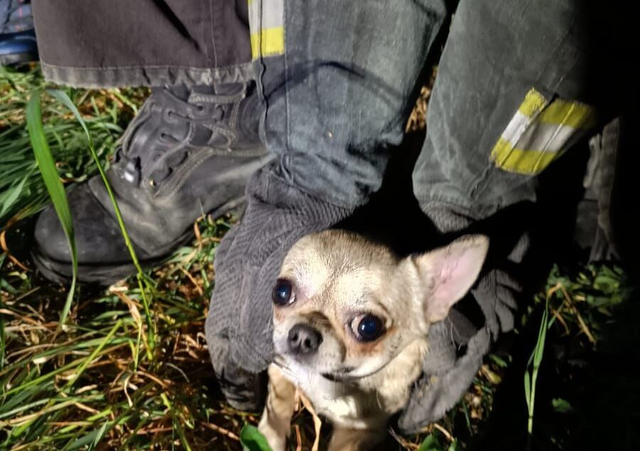 Cane salvato dai Vigili del Fuoco